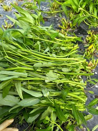 고북면공심채 농인님의 작성글 사진