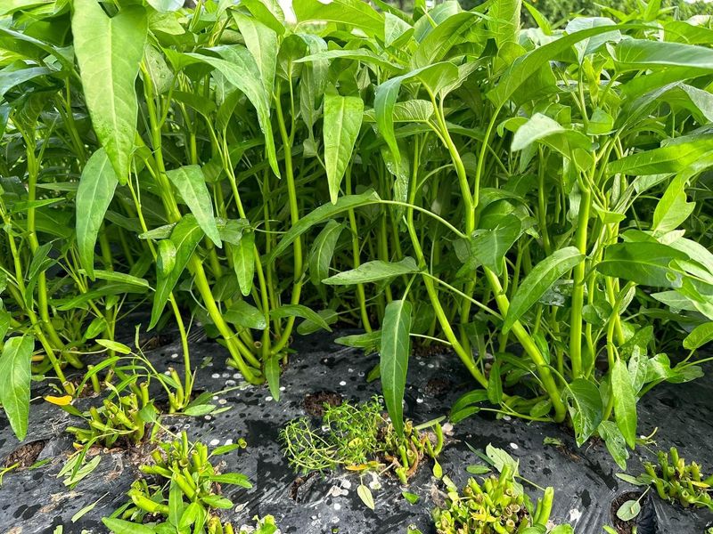 고북면공심채 농인님의 장터 판매 상품 [공심채] 첨부 사진