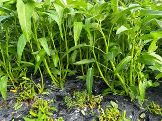 고북면공심채 농인님의 작성글 사진