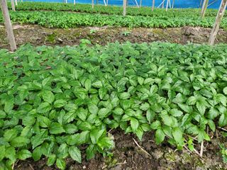 하늘인삼님의 매실 · 자유게시판 작성글 사진