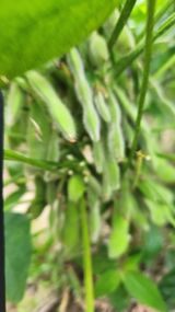 팜모닝 콩·자유게시판 게시글 이미지