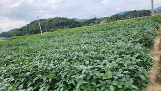 권철환님의 콩 · 자유게시판 작성글 사진