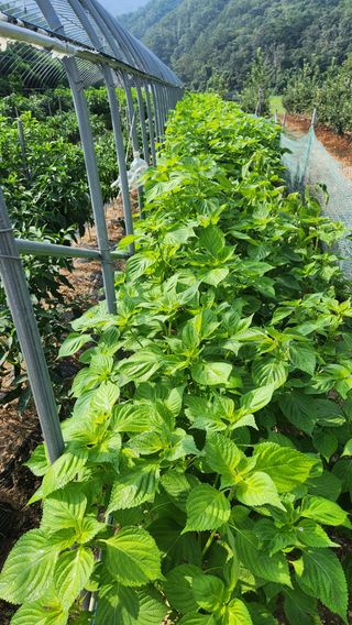 권철환님의 콩 · 자유게시판 작성글 사진