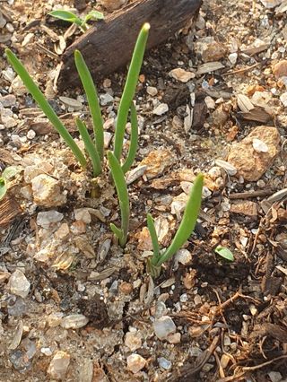 김회철님의 기타작물 · 자유게시판 작성글 사진