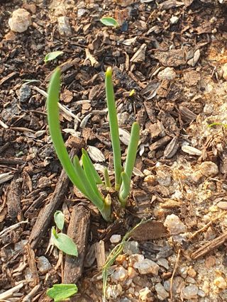 김회철님의 기타작물 · 자유게시판 작성글 사진