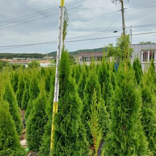 의풍리님의 O학년 △반 이세요? · 참여글 작성글 사진