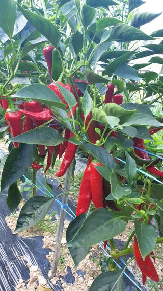 권태환님의 O학년 △반 이세요? · 참여글 작성글 사진