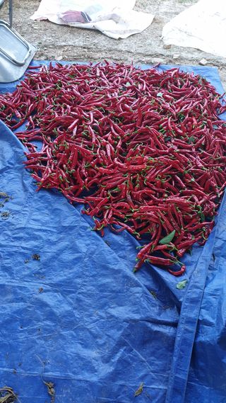 권태환님의 O학년 △반 이세요? · 참여글 작성글 사진