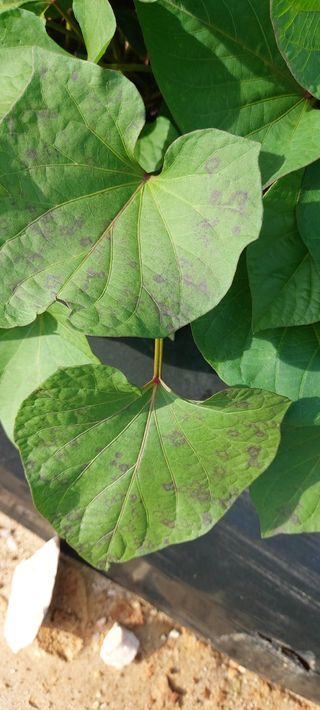 오름님의 고구마 · 병해충상담 작성글 사진