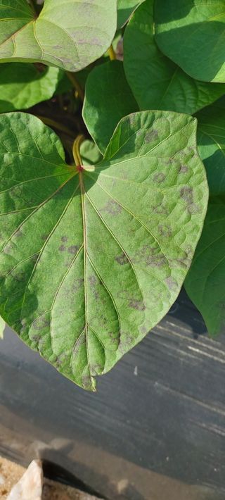 오름님의 고구마 · 병해충상담 작성글 사진