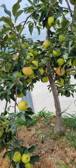 강화초보농부님의 자유주제 · 사진전 작성글 사진