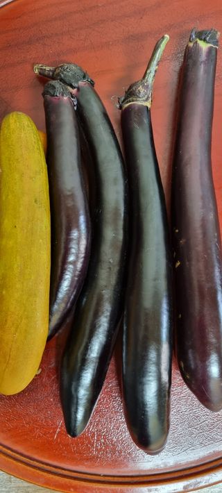 강화초보농부님의 자유주제 · 사진전 작성글 사진