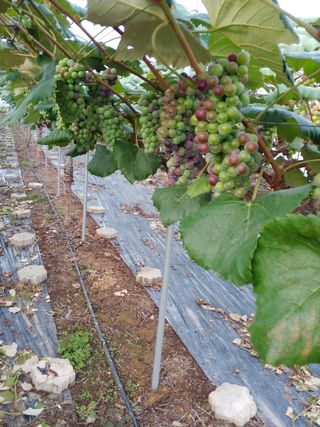 작물을사랑한농부녀님의 오이 · 자유게시판 작성글 사진