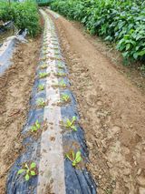 팜모닝 벼·영농일지 게시글 이미지