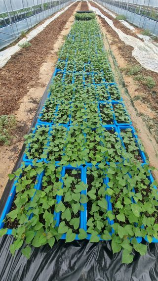 김동수님의 고구마 · 자유게시판 작성글 사진