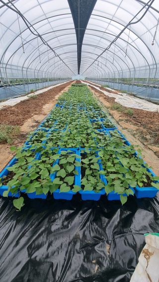 김동수님의 고구마 · 자유게시판 작성글 사진