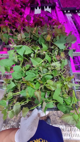 김동수님의 고구마 · 자유게시판 작성글 사진