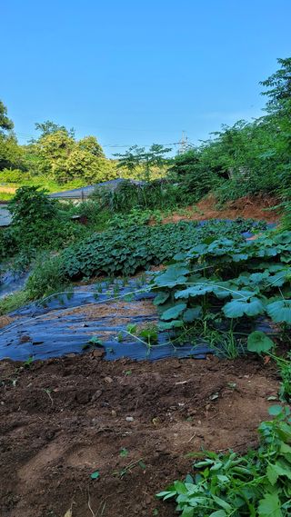 김희순님의 호박 · 자유게시판 작성글 사진