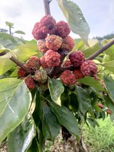 팜모닝 기타작물·자유게시판 게시글 이미지