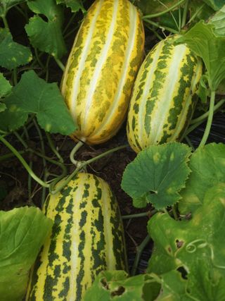 이맹진님의 기타작물 · 자유게시판 작성글 사진