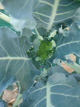 팜모닝 기타작물·병해충상담 게시글 이미지