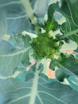 KJH님의 기타작물 · 병해충상담 작성글 사진