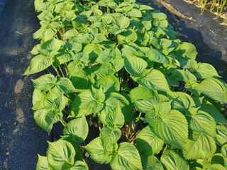 윤재하님의 O학년 △반 이세요? · 참여글 작성글 사진