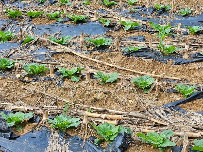 알 수 없음님의 장터 판매 상품 [배추] 첨부 사진