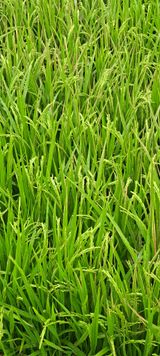 팜모닝 벼·병해충상담 게시글 이미지