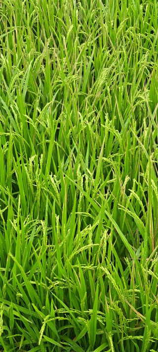 형욱현님의 벼 · 병해충상담 작성글 사진