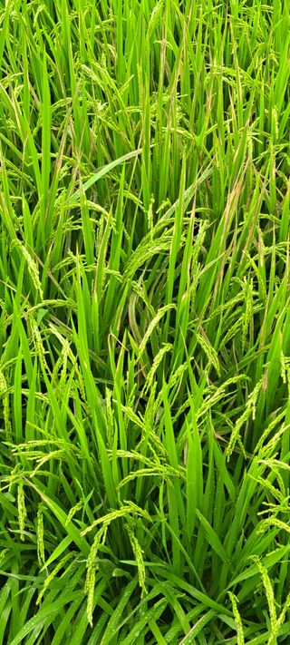 형욱현님의 벼 · 병해충상담 작성글 사진