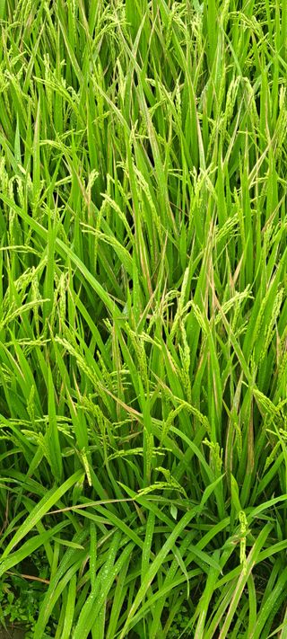 형욱현님의 벼 · 병해충상담 작성글 사진