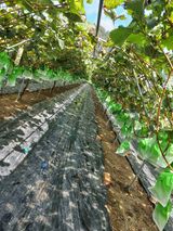 팜모닝 O학년 △반 이세요?·참여글 게시글 이미지