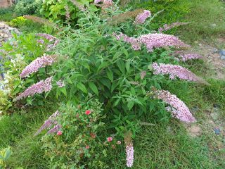 꽃,1429님의 O학년 △반 이세요? · 참여글 작성글 사진