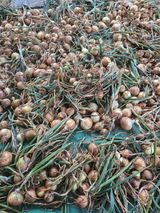 팜모닝 O학년 △반 이세요?·참여글 게시글 이미지