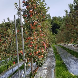 벼7602님의 사과 · 품질 향상 작성글 사진