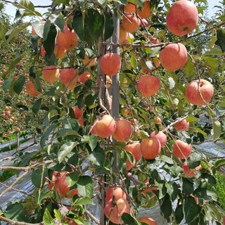 벼7602님의 사과 · 품질 향상 작성글 사진