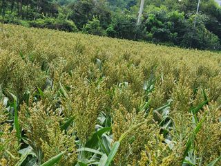 송기순님의 O학년 △반 이세요? · 참여글 작성글 사진