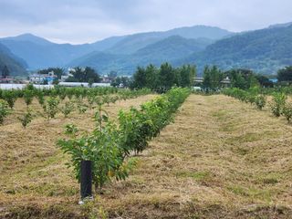 송기순님의 O학년 △반 이세요? · 참여글 작성글 사진