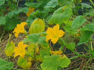 표고버섯28929님의 호박 · 영농일지 작성글 사진