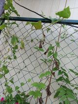 팜모닝 양배추·자유게시판 게시글 이미지