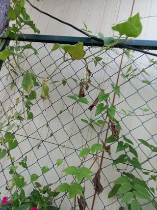 사구실첫집님의 양배추 · 자유게시판 작성글 사진