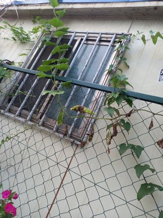 사구실첫집님의 양배추 · 자유게시판 작성글 사진