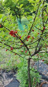 팜모닝 O학년 △반 이세요?·참여글 게시글 이미지