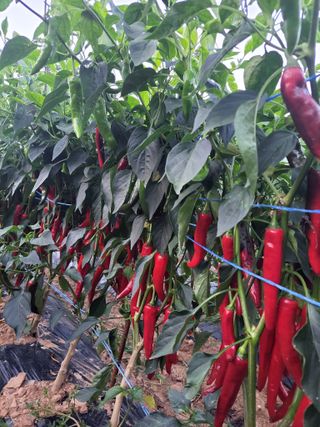 조현미님의 O학년 △반 이세요? · 참여글 작성글 사진