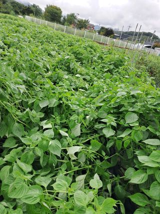 김미자님의 고구마 · 자유게시판 작성글 사진