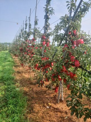 서산 호반농원이양옥님의 O학년 △반 이세요? · 참여글 작성글 사진