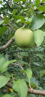 팜모닝 O학년 △반 이세요?·참여글 게시글 이미지