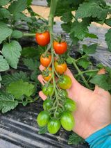 팜모닝 O학년 △반 이세요?·참여글 게시글 이미지