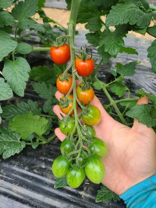 나우리농장님의 O학년 △반 이세요? · 참여글 작성글 사진